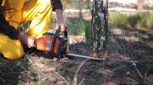 Best Tree Preservation Services  in Cumberland, MD